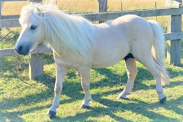 Preview of the first image of SHETLAND PONY STALLION - PALOMINO 29 INCHES.