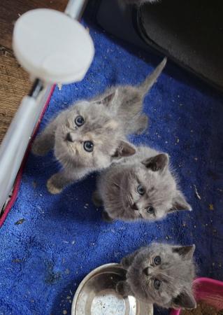 Image 2 of Blue British Short Hair Kittens Ready now! 2 boys 1 female l