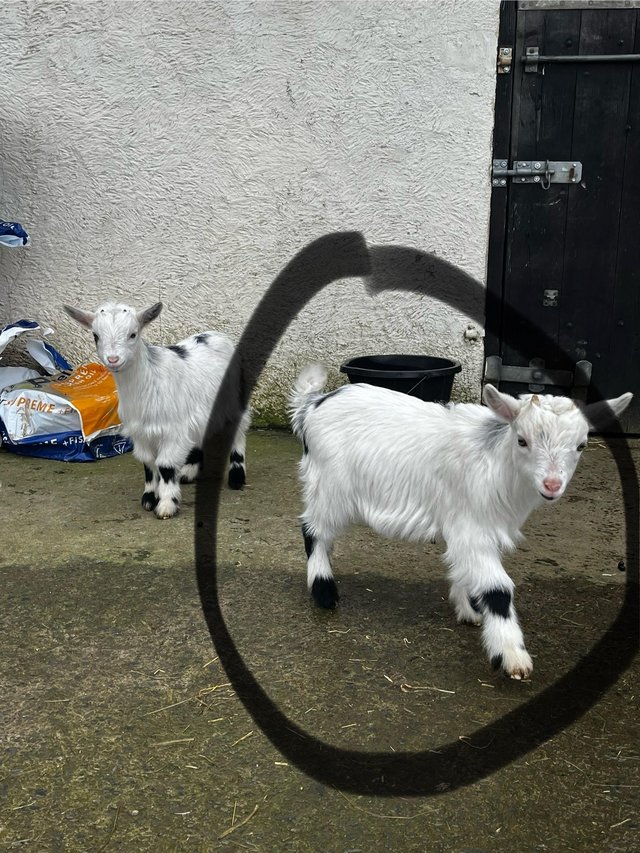 Preview of the first image of Pygmy goat kids ready now!.