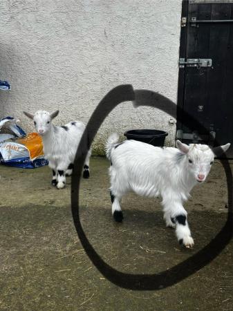 Image 1 of Pygmy goat kids ready now!