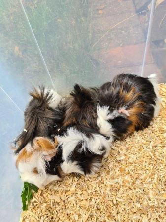 Image 25 of Adorable baby Guineapig's for sale.