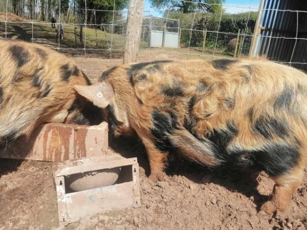 Image 1 of Kune kune boars for sale ready now