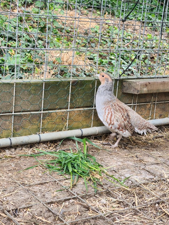 Grey (English ) partridges for sale — Pets & Animals in Basildon