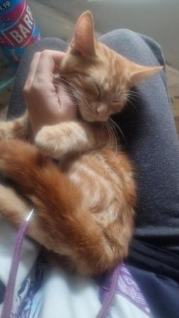 Image 2 of Ginger cat looking for a loving home