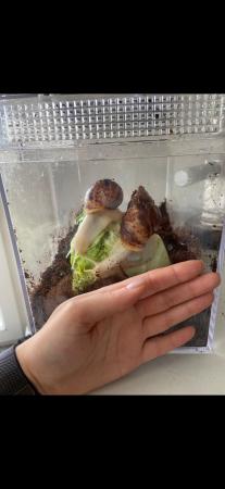 Image 4 of Albino African land snails