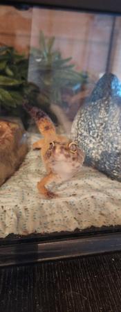 Image 3 of Leopard gecko and exo terra tank and equipment
