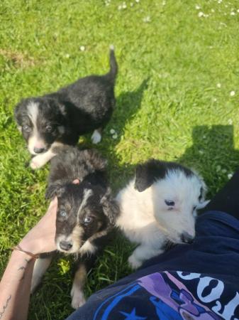Image 2 of Collie puppies ready to go one the 24th May