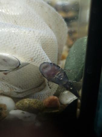 Image 1 of Bristlenose pleco catfish babies