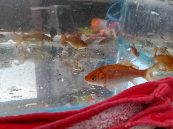 Image 4 of Multiple baby goldfish for sale