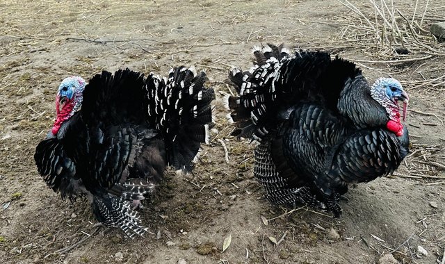Image 3 of Bronze turkey hatching eggs