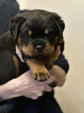 Image 4 of Rottweiler puppy available 14th may 1 chunky girl