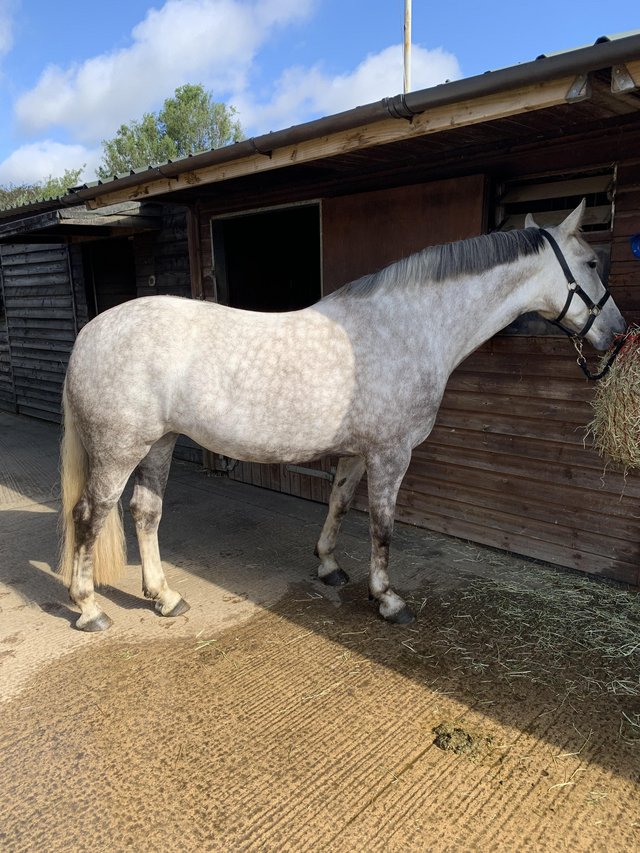 Preview of the first image of 15.2 6yo grey mare for share.