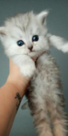 Image 8 of Stunning Persian Cross Kittens