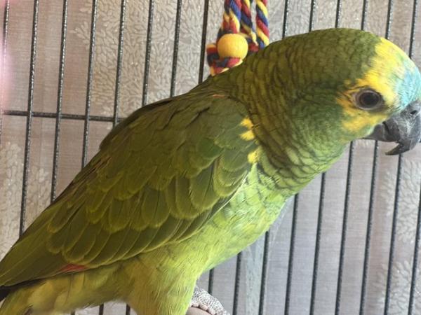 Image 1 of Supertame blue fronted Amazon parrot