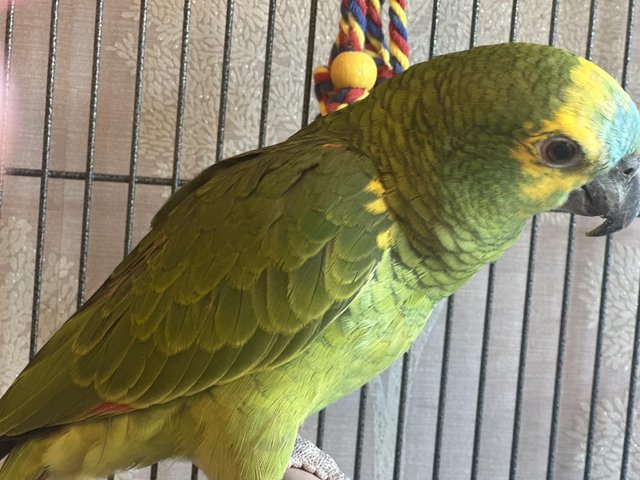 Preview of the first image of Supertame blue fronted Amazon parrot.