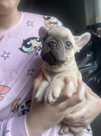 Image 1 of FRENCH BULLDOG PUPPYS LAST TWO PUPS LEFT