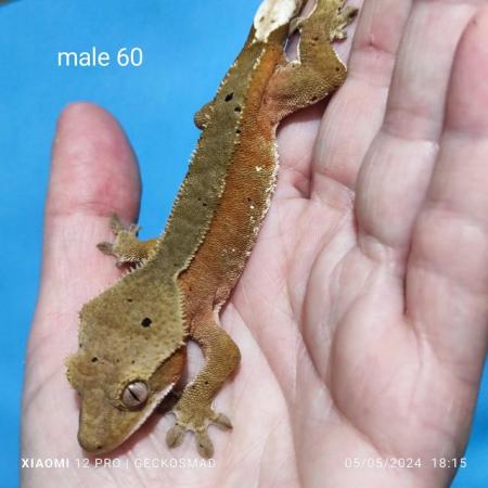 Image 5 of Reducing the male crested geckos in my collection