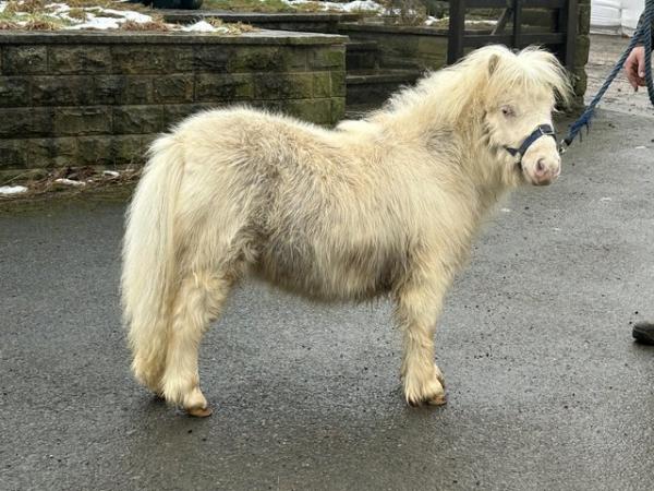 Image 1 of Hermits Snow White pedigree registered cremello filly