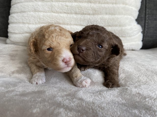 Preview of the first image of Gorgeous Coloured Toy Poodle Puppies For Sale.