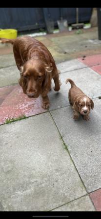 Image 2 of Beautiful working cocker puppies for sale