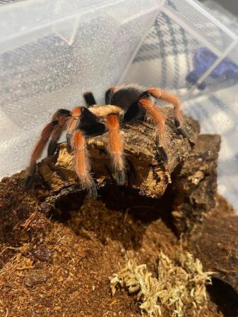 Image 3 of Various tarantula collection for sale