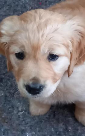 Image 9 of Golden Retriever Puppy reduced last girlMessage for detail