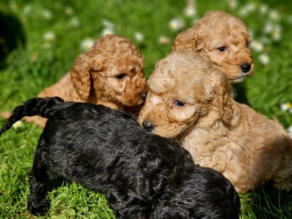 Image 9 of Exceptional quality litter of cockapoo puppies