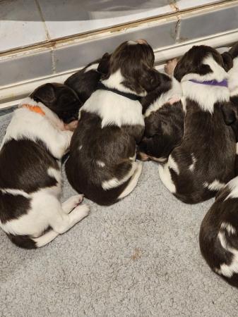 Image 2 of Sprocker puppies for sale 1 girl left