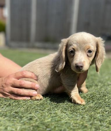 Image 1 of Female Isabella Long haired miniature dachshunds