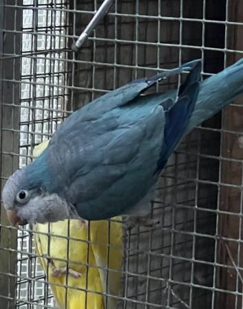 Image 2 of Pair of Blue Quaker parrots