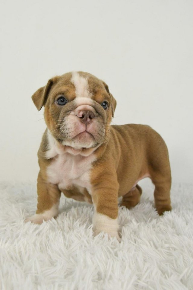 Preview of the first image of 7 week old English bulldog puppies.