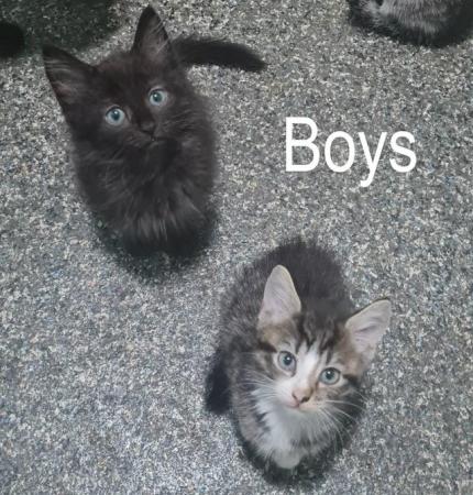 Image 7 of Beautiful Kittens Ready Now.