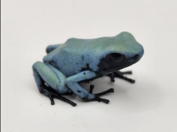 Image 2 of Blue Splashback Dart Frogs