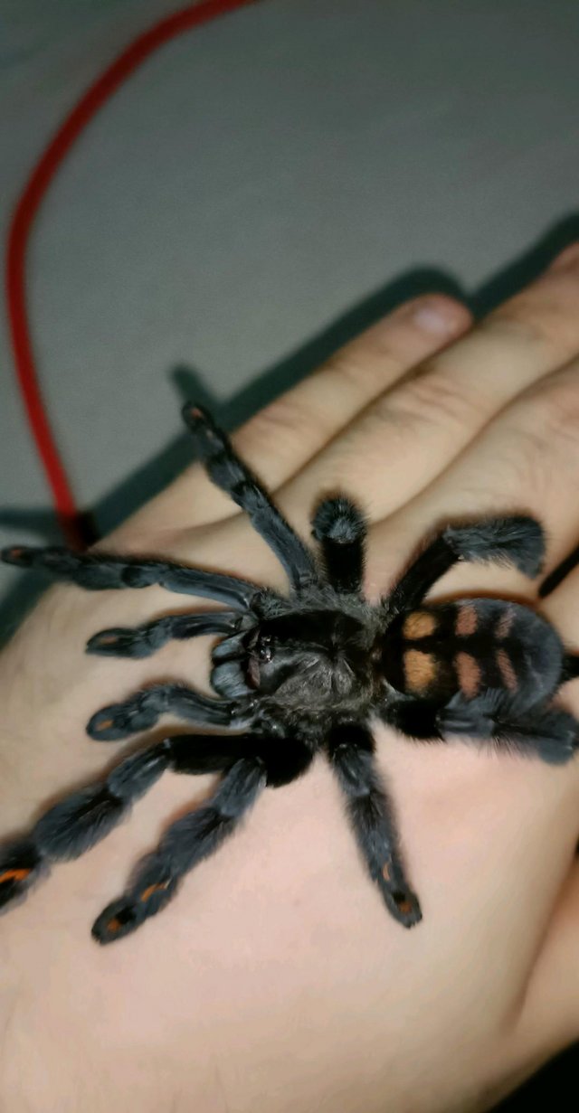 Preview of the first image of Tarantulasand a scorpion for sale.