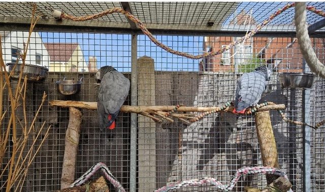 Image 3 of Timneh African grey WANTED for loving home.