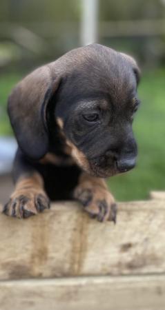 Image 9 of K C wire haired dachshund. Teckel puppies