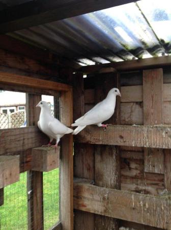 Image 2 of PURE WHITE LOGAN PIGEON FOR SALE