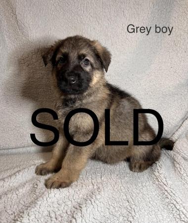 Image 7 of German shepherd puppies pure black and sable