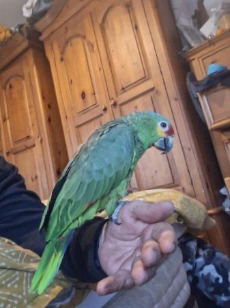 Image 2 of 2 year old amazon parrot and cage