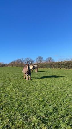 Image 1 of Looking for a yard to rent or just grazing for ponies