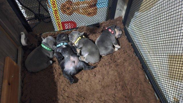 Preview of the first image of French bulldog puppies 2 girls 1 boy.