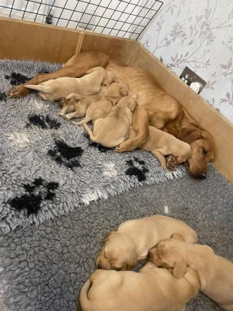 Image 3 of Kc health tested Labrador puppies