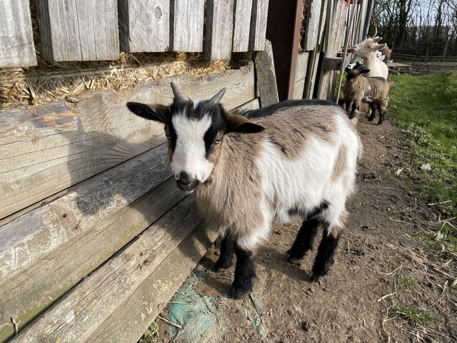 Preview of the first image of Pygmy goat kids, three wethers.