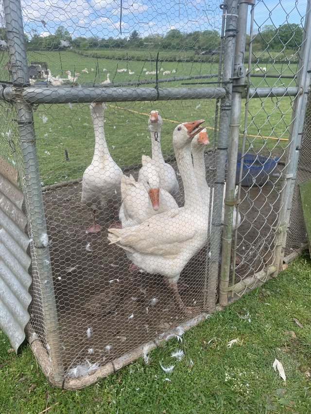 Preview of the first image of 5 Five Year Old Geese ...