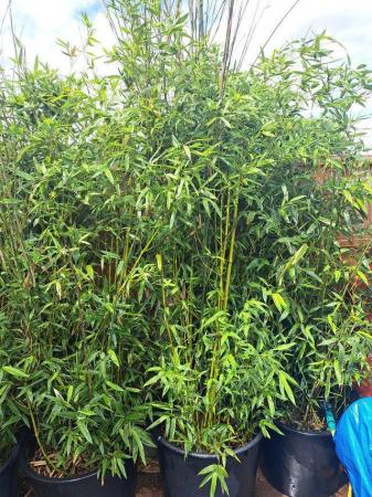 Image 1 of bamboo big pot grownpholostachys bissiti 65 to 85 litre