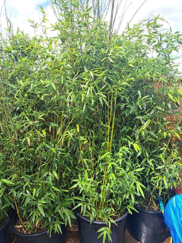 Preview of the first image of bamboo big pot grown  pholostachys bissiti 65 to 85 litre.