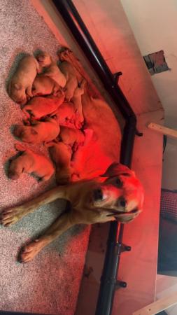 Image 2 of READY TO LEAVE TOMORROW Fox red KC Labrador puppies
