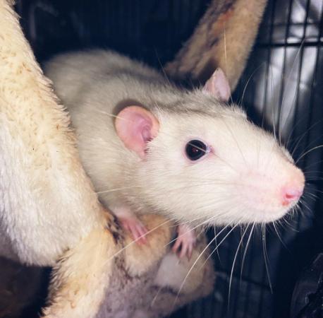 Image 3 of Male & Female rats looking for forever homes!