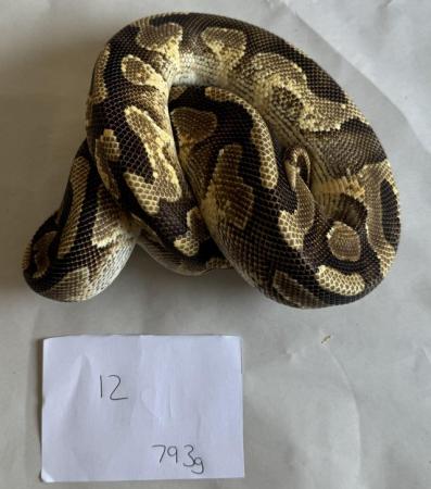 Image 6 of Ball pythons, selling whole collection plus vivs