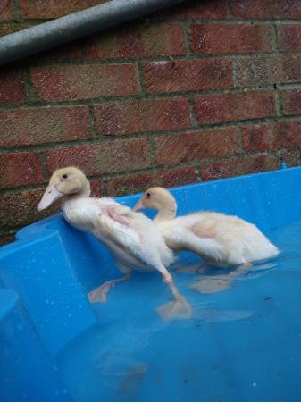 Image 2 of 2 white Indian runner ducks - unsexed and still need heat